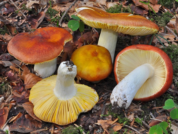 Russula_aurata_Gd_Bornand_2019.jpg