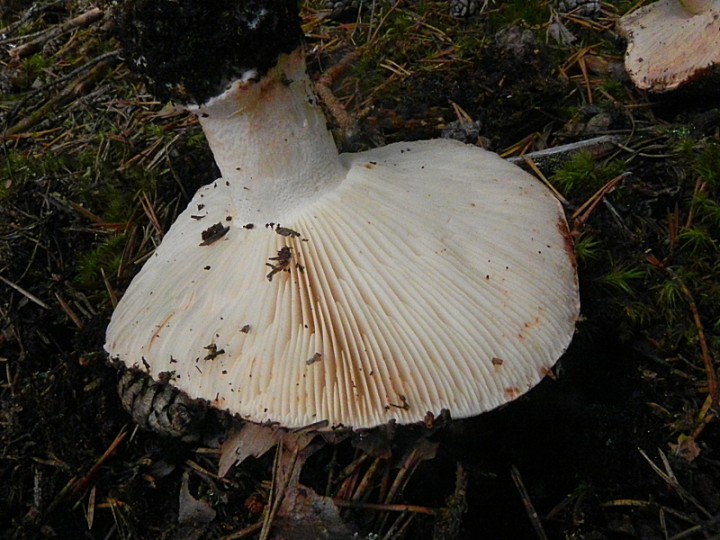 DSCN0056b.JPG