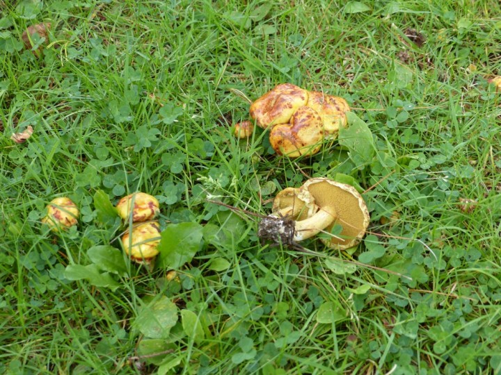 Suillus 1.JPG