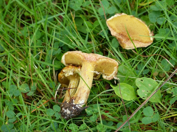 Suillus 2.JPG