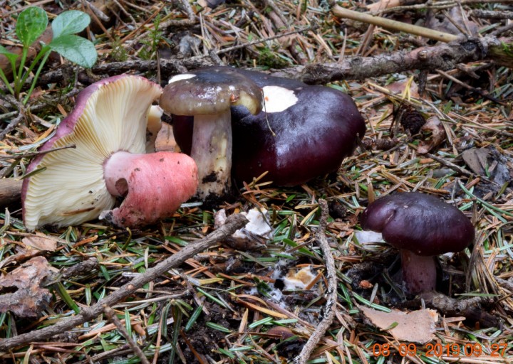 Russula sardonia.JPG
