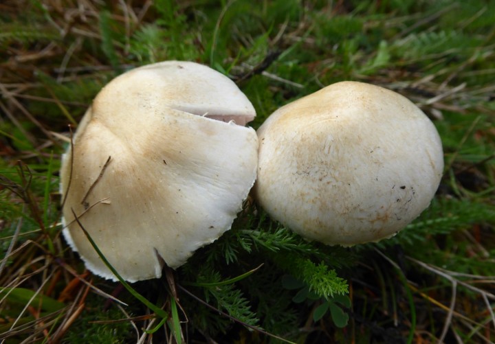 P1040369 (copie 1).JPG