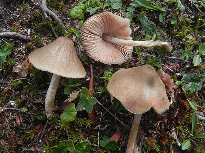 DSCN9431b.JPG