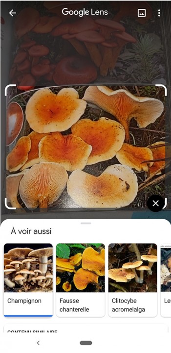 Hygrophoropsis auranticaca.jpg