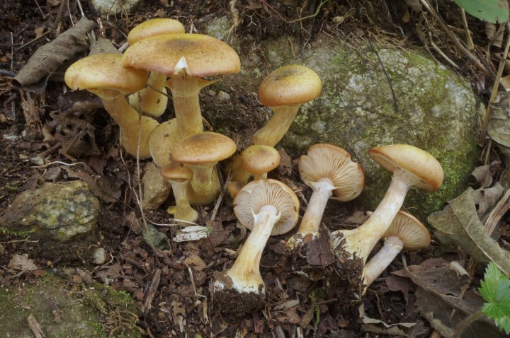 DSC06521c.JPG