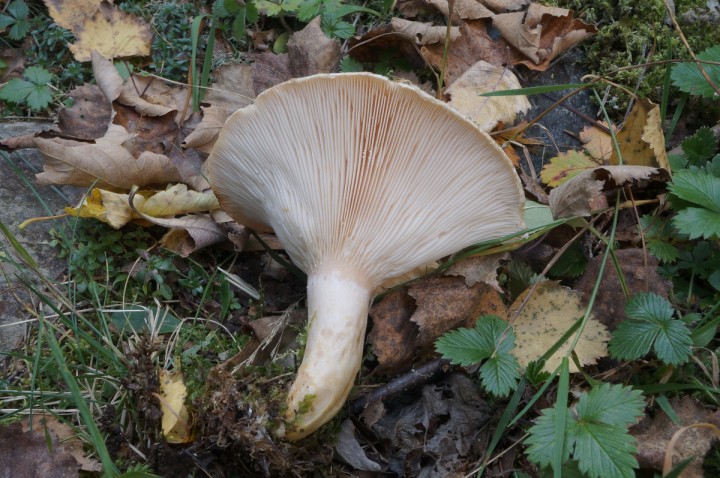 DSC06467C.JPG