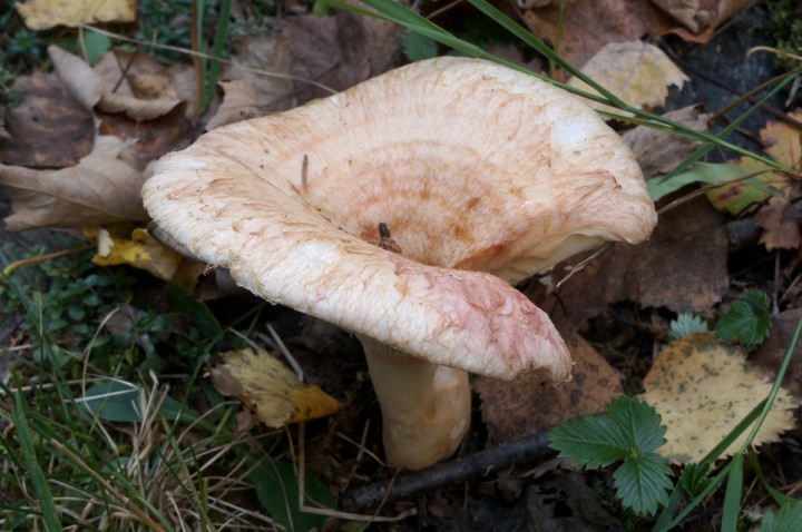 DSC06466C.JPG