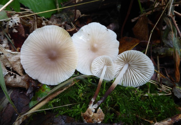 P1040709 (copie 1).JPG