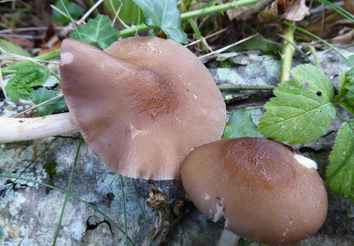 P1040684 (copie 1).JPG