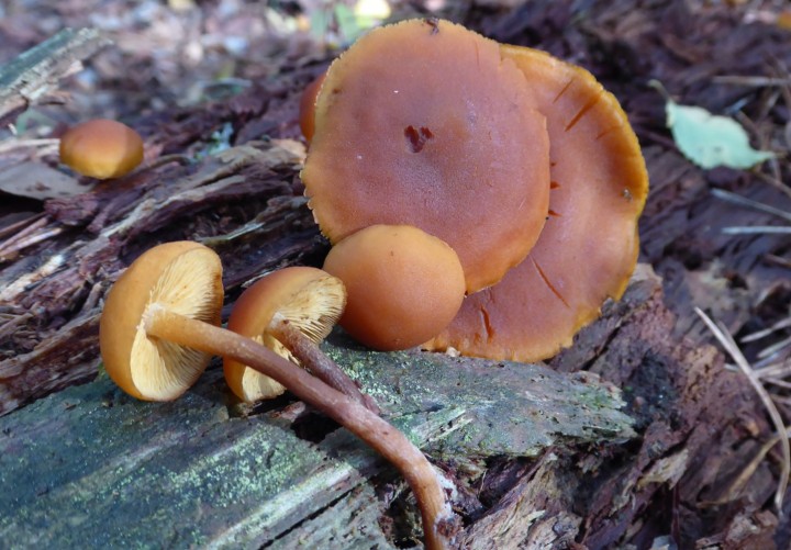 P1040870 (copie 1).JPG