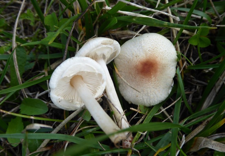 P1040791 (copie 1).JPG