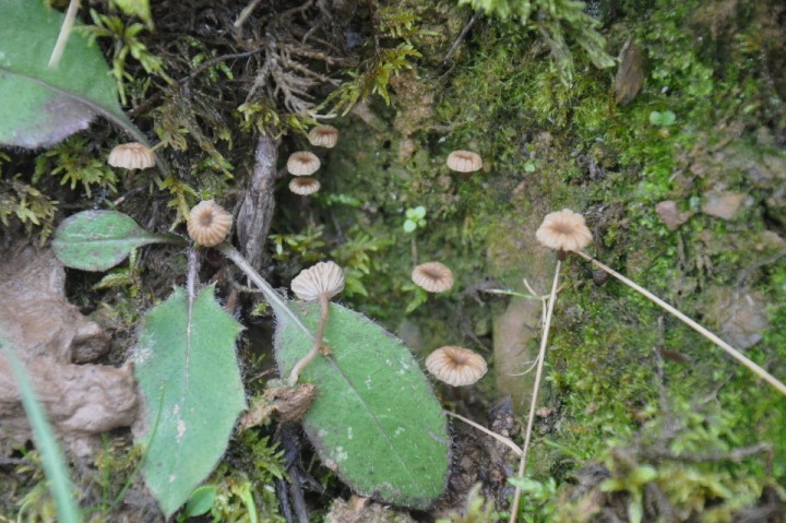 Lichenomphalia velutina.JPG