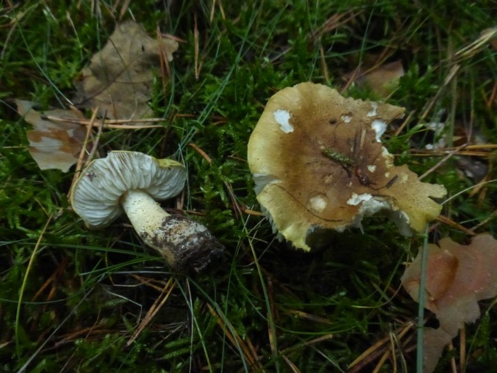 P1300242.JPG
