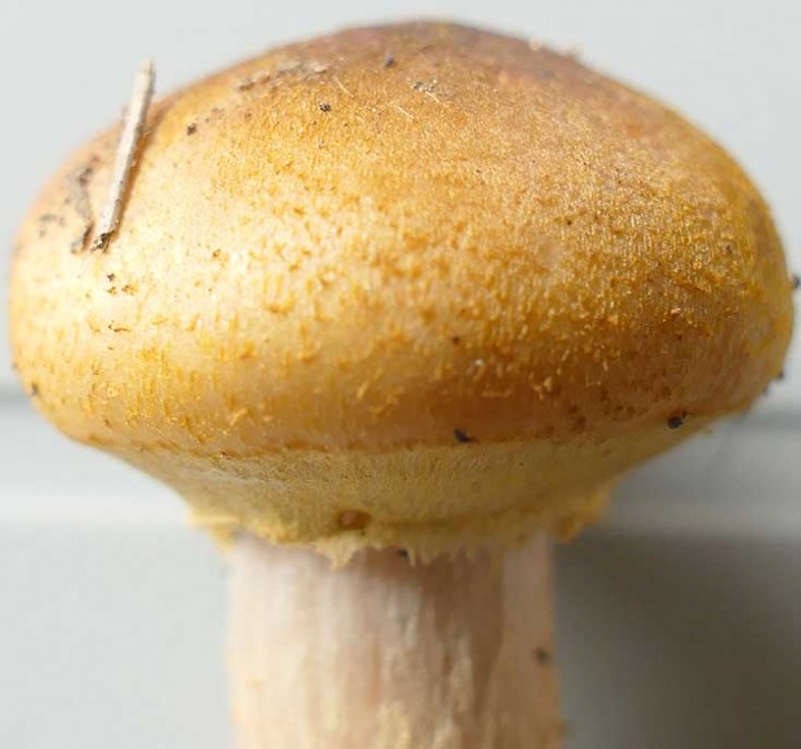 Champignon_02_02.jpg