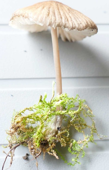 Champignon_03_01.jpg