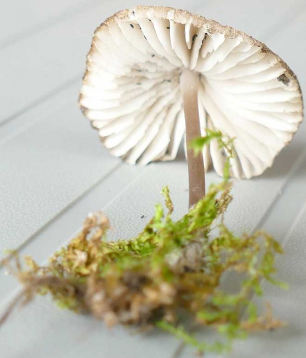 Champignon_03_02.jpg