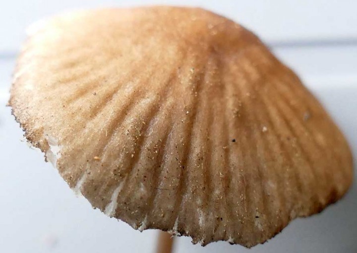 Champignon_03_03.jpg