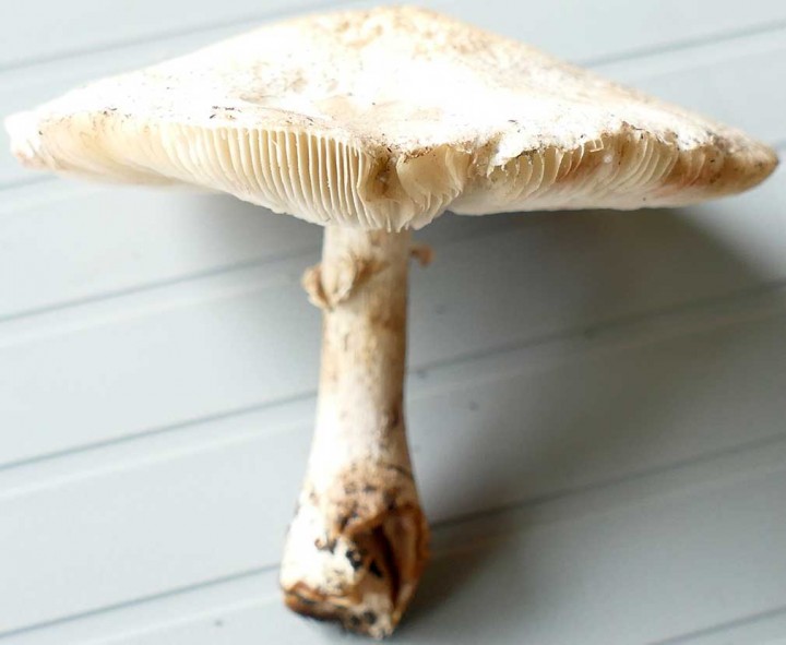 Champignon_04_01.jpg