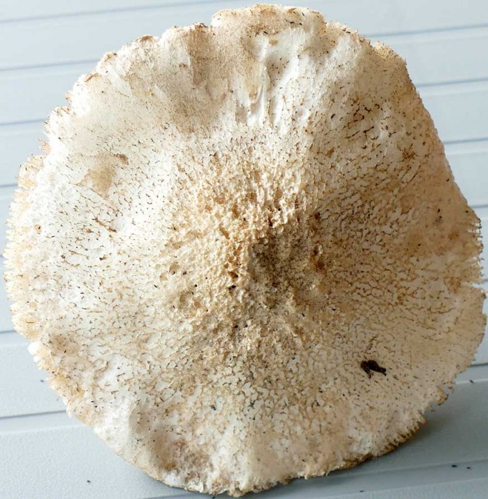 Champignon_04_02.jpg