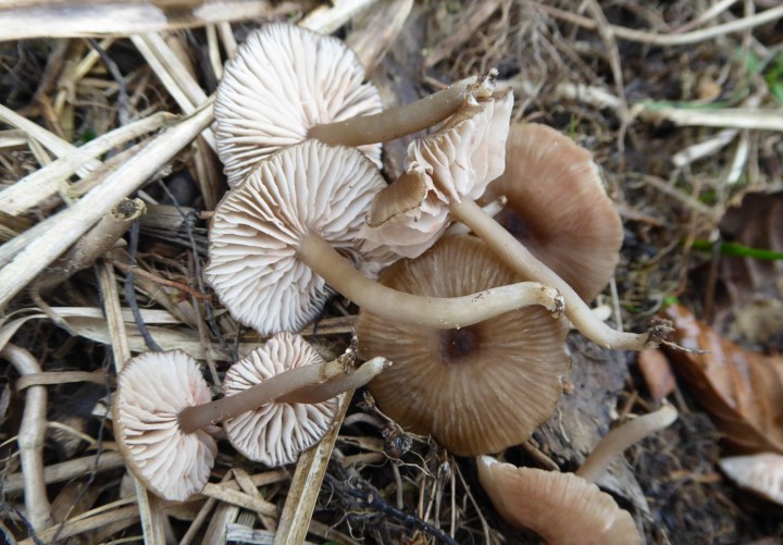 P1050061 (copie 1).JPG