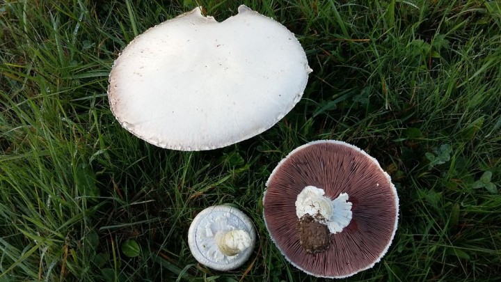 2019-10-13 - Cueillette du 13 octobre 2019-5.jpg