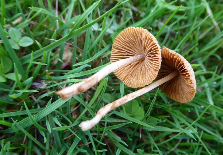 P1050235 (copie 1).JPG