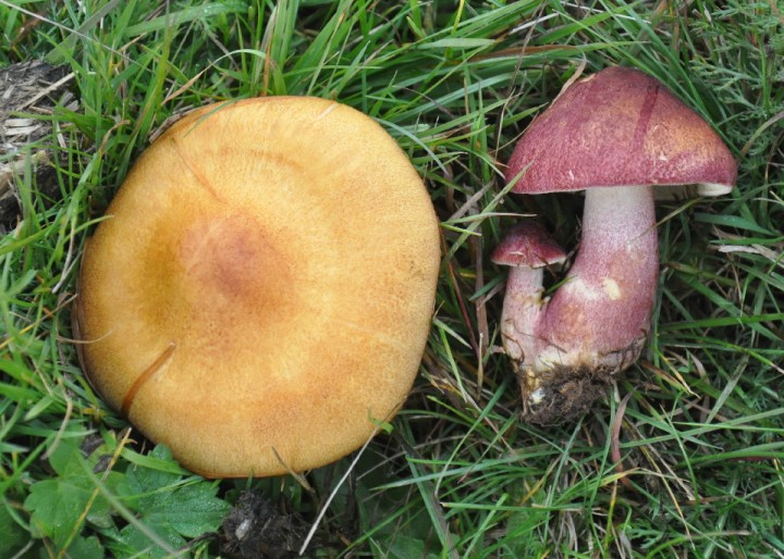DSC_0106.JPG