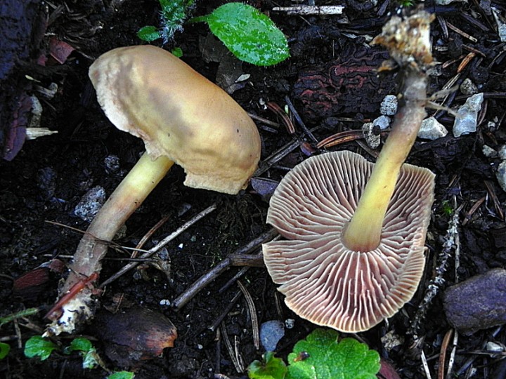 DSCN9510b.JPG