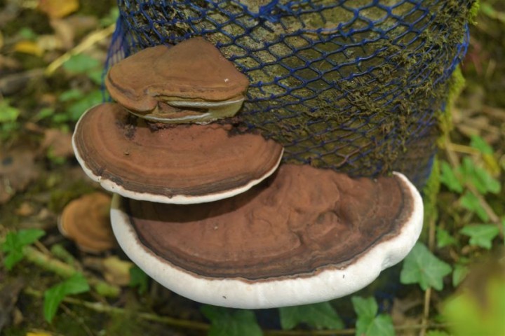 Fonitopsis 1.JPG