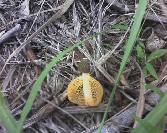 champignon bizarre.jpg