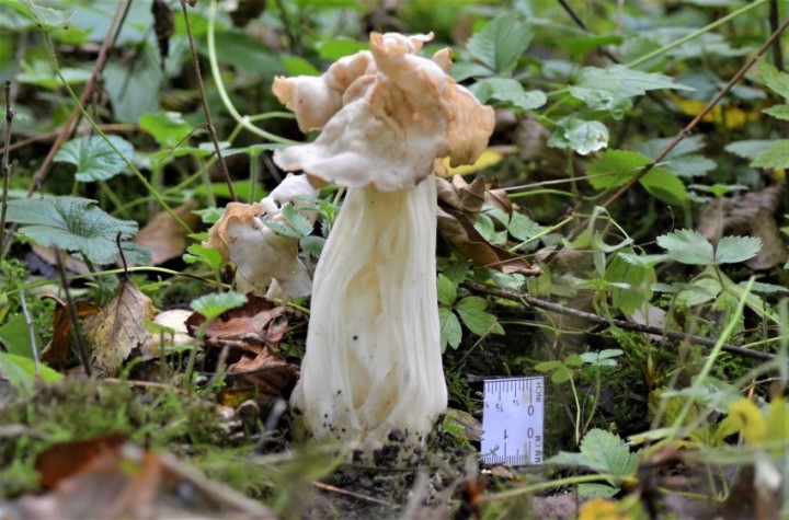 Helvella 1.JPG