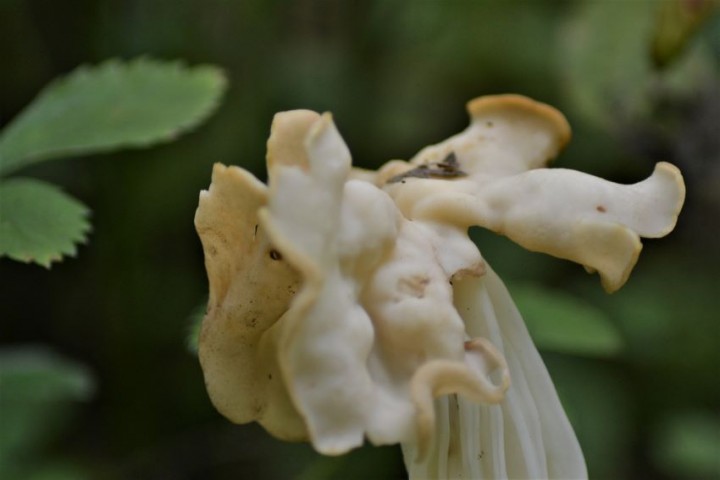 Helvella 2.JPG