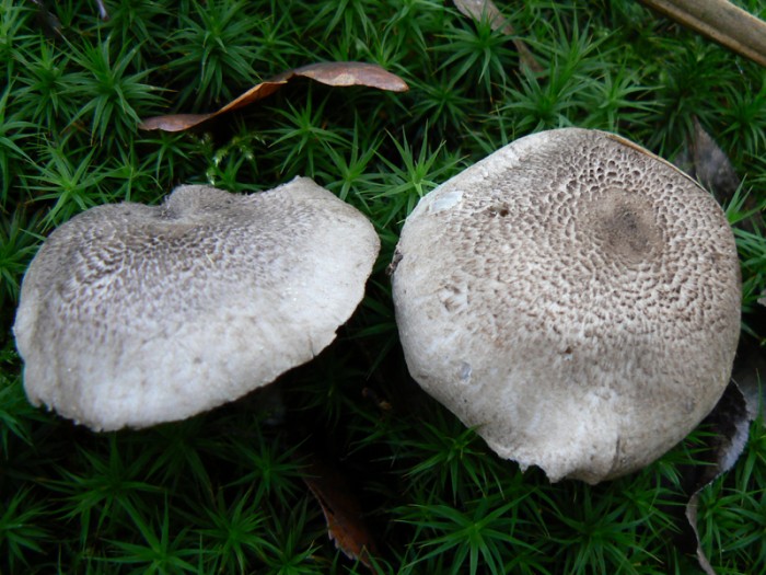 P1110379.jpg