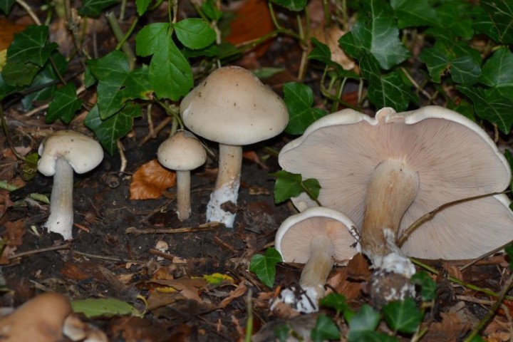entolome bis.JPG