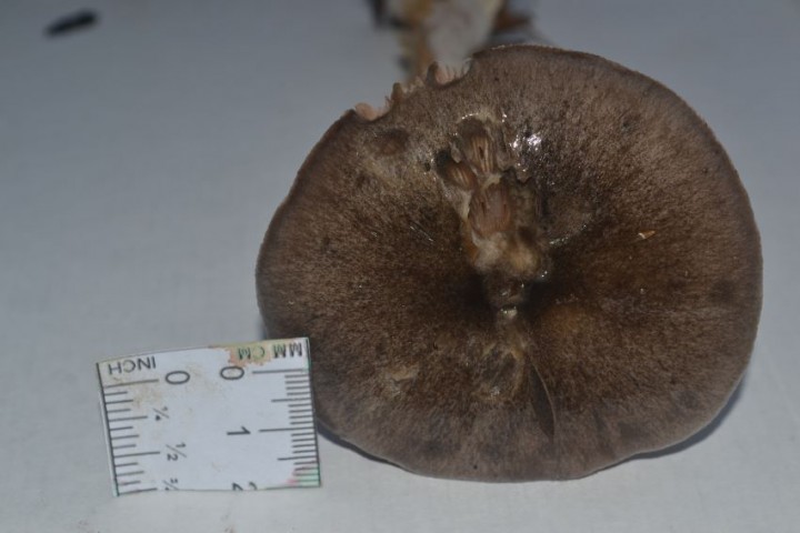 amanite inconnue 2.JPG