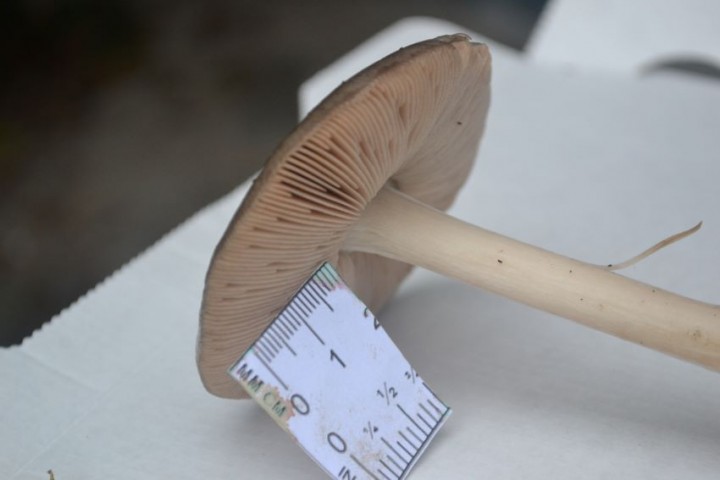 amanite inconnue 3.JPG