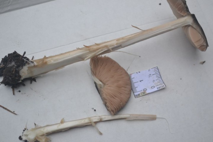 amanite inconnue 4.JPG