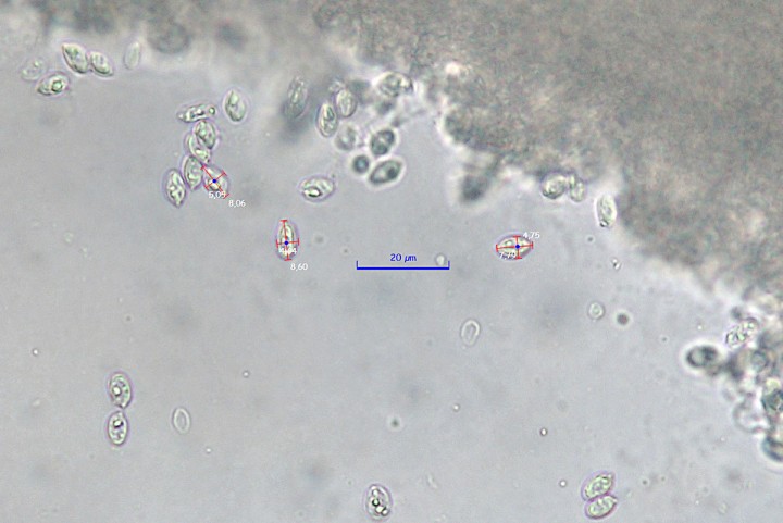 P00161PIXI.jpg