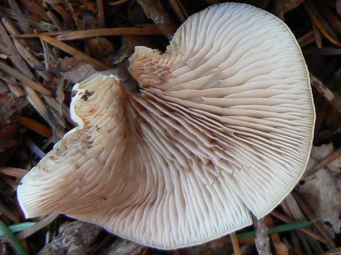 P1110409.jpg