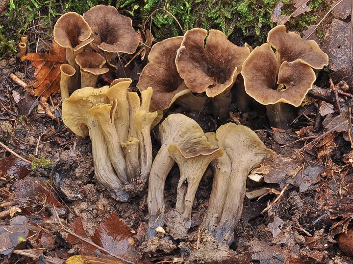 Craterellus_cornucopioides_forma.jpg