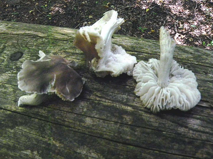 DSCN9722b.JPG