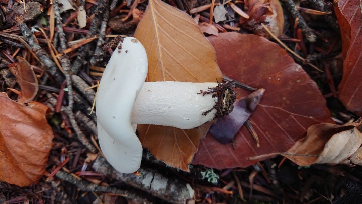 DSC_4008_resize_86.jpg