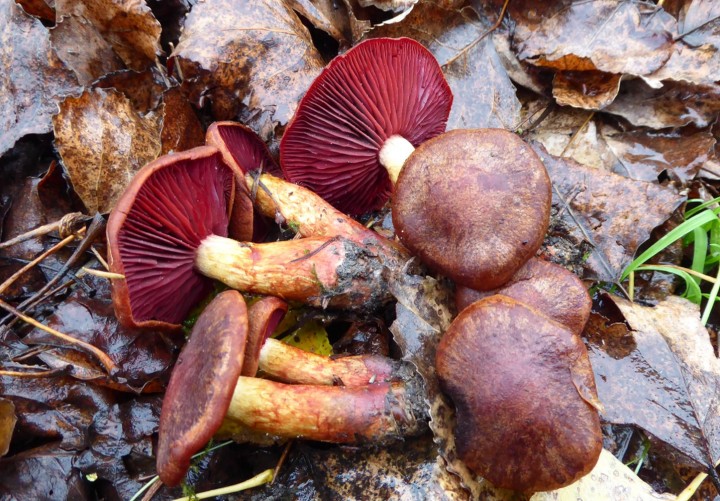 P1050843 (copie 1).JPG