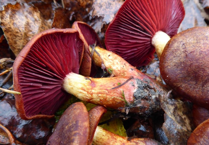 P1050845 (copie 1).JPG