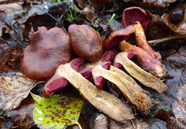 P1050864 (copie 1).JPG