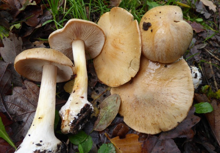 P1050968 (copie 1).JPG