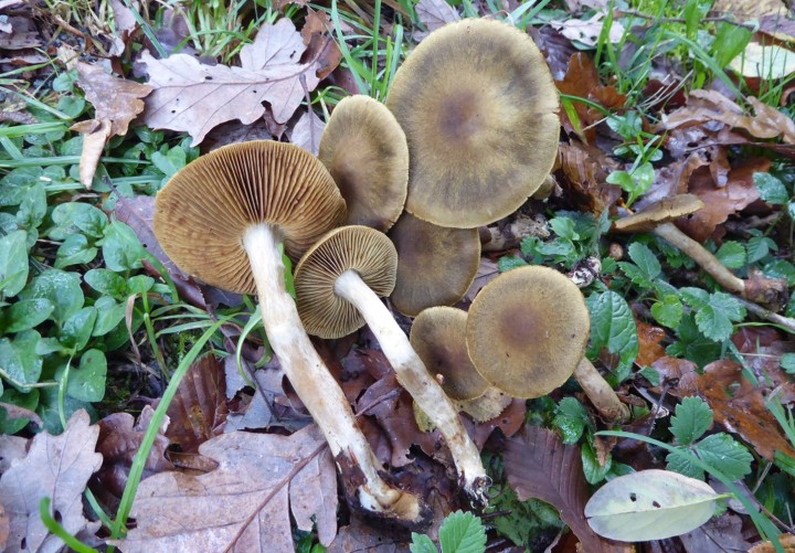 P1050991 (copie 1).JPG