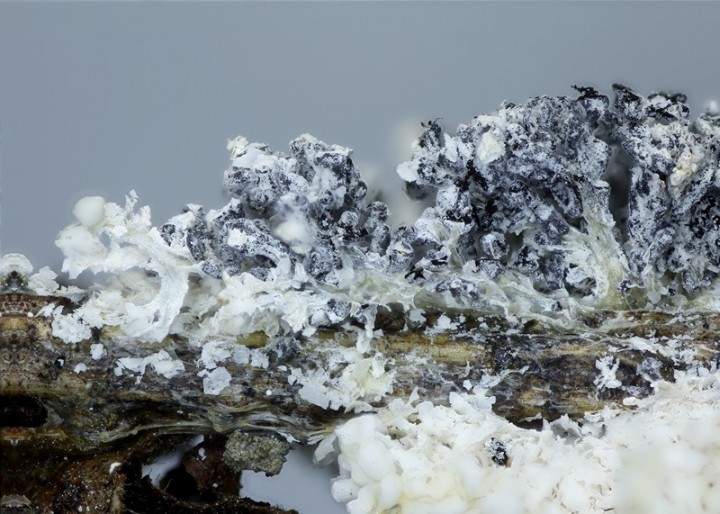 Mucilago crustacea (6).jpg