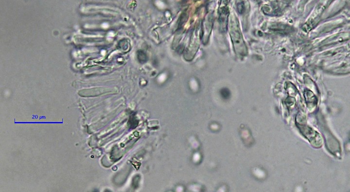 P00184PIXI.jpg