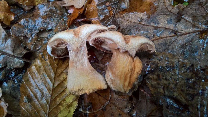 WP_20191027_17_04_16_Pro.jpg